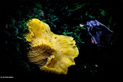 Valse hanenkam - Hygrophoropsis aurantiaca.JPG