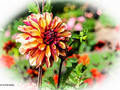 Dahlia-Julie one.JPG