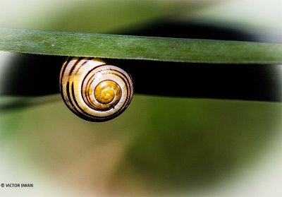 Zwartgerande tuinslak - Cepaea nemoralis.JPG