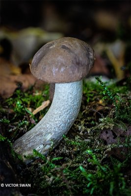 Gewone berkenboleet - Leccinum scabrum .JPG