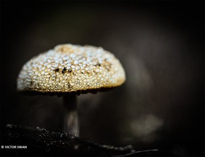 Zandpadvezelkop - Inocybe lacera.JPG