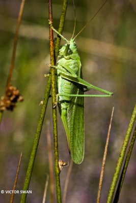 Grote groene sabelsprinkhaan - Tettigonia viridissima.JPG