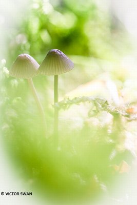 Melksteelmycena - Mycena galopus .JPG