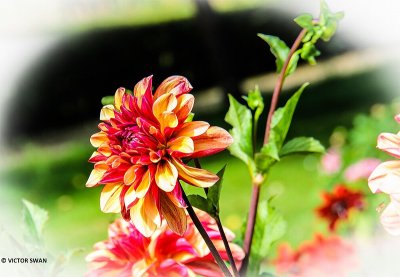Dahlia-Julie one .JPG