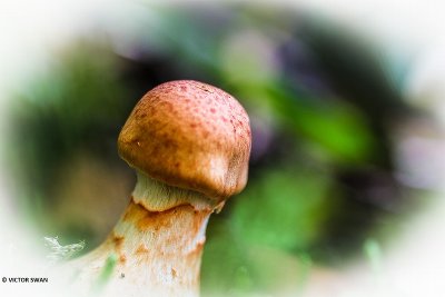 Armbandgordijnzwam - Cortinarius armillatus.JPG