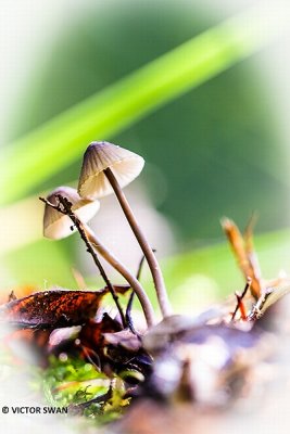 Melksteelmycena - Mycena galopus.JPG