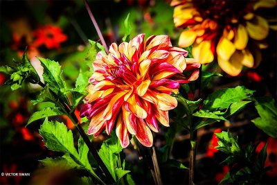Dahlia-Julie one .JPG