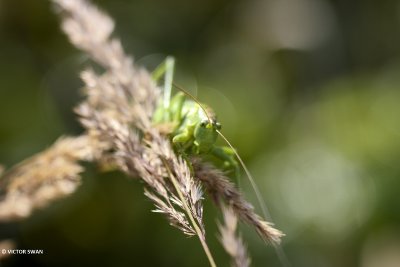 Sikkelsprinkhaan - Phaneroptera falcata.JPG