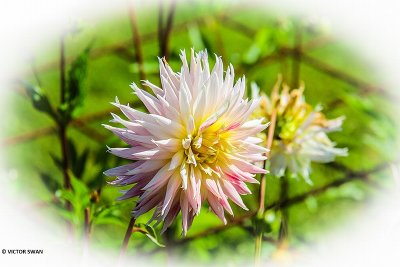 Dahlia-Val st.Lambert.JPG