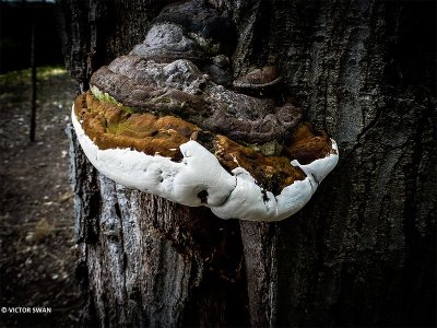 Dikrandtonderzwam - Ganoderma adspersum.JPG