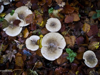 Nevelzwam - Clitocybe nebularis .JPG