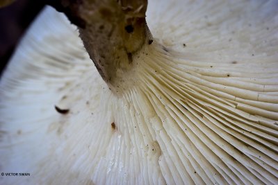 Nevelzwam - Clitocybe nebularis .JPG