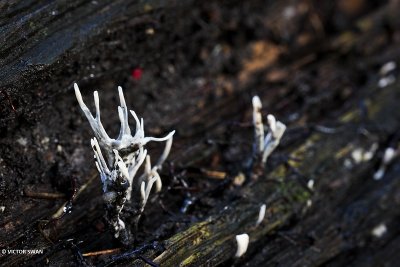 Geweizwam - Xylaria hypoxylon.JPG