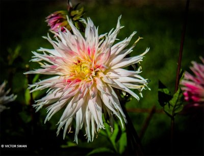Dahlia-Val st.Lambert.JPG