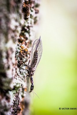 Xanthostigma xanthostigma.JPG