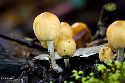 Gewone glimmerinktzwam - Coprinellus micaceus.JPG