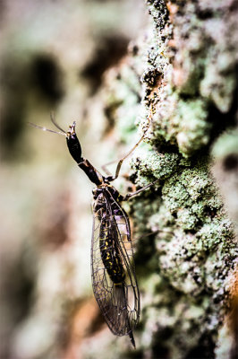 Xanthostigma xanthostigma .jpg