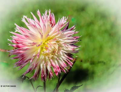 Dahlia-Val st.Lambert.JPG