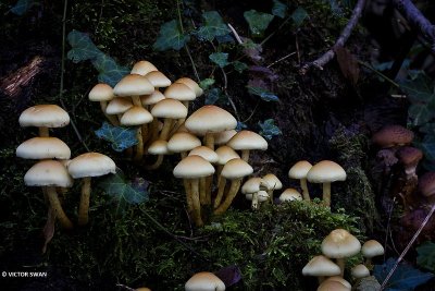 Gewone zwavelkop Hypholoma fasciculare.JPG