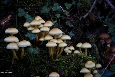 Gewone zwavelkop  Hypholoma fasciculare.JPG