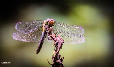Damselflies-Dragonflies