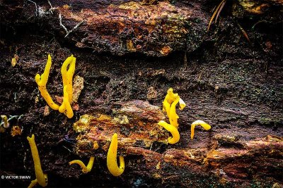 Geel hoorntje - Calocera cornea.JPG