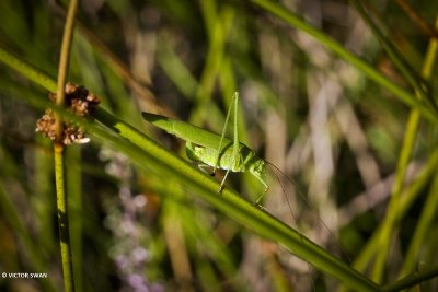 Sikkelsprinkhaan - Phaneroptera falcata .JPG
