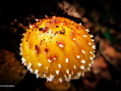 Dubbelgangerbundelzwam - Pholiota limonella.JPG