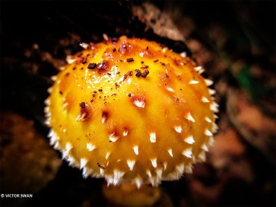 Dubbelgangerbundelzwam  -  Pholiota limonella.JPG