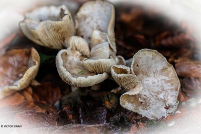 Grote bostrechterzwam - Clitocybe phyllophila .JPG