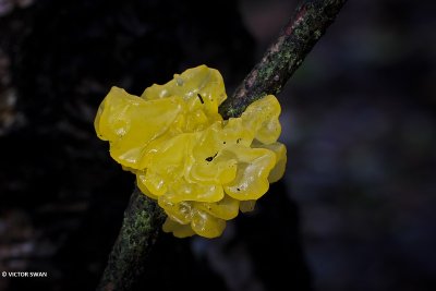 Gele Trilzwam.- Tremella mesenterica.JPG