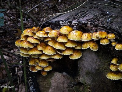 Dubbelgangerbundelzwam - Pholiota limonella.JPG