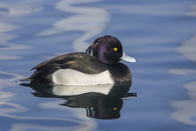 Tufted Duck (m.)