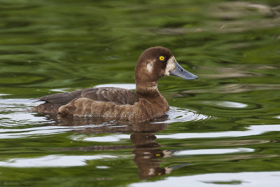 Scaup (f.)