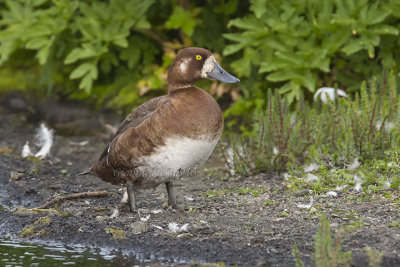 Scaup (f.)