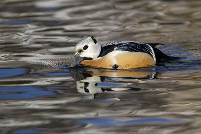 Steller's Eider (m.)