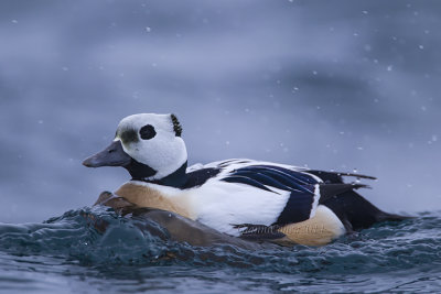 Steller's Eider (m.)