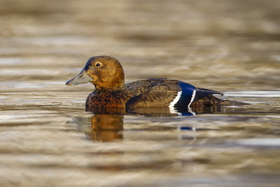 Steller's Eider (f.)