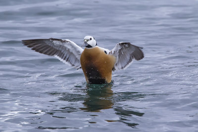 Steller's Eider (m.)