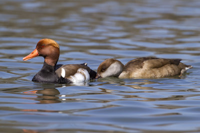 Red-crested Pochard (cp.)