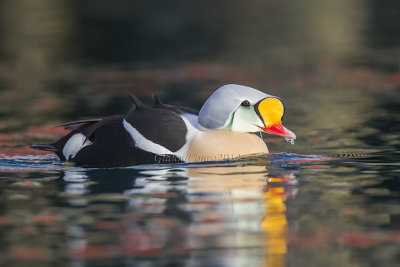 King Eider (m.)