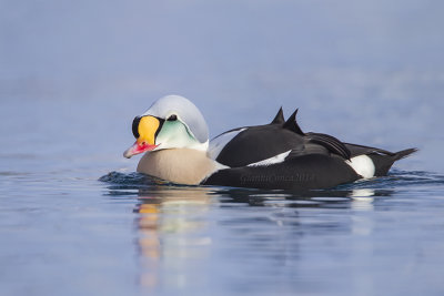 King Eider (m.)