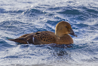 King Eider (f.)