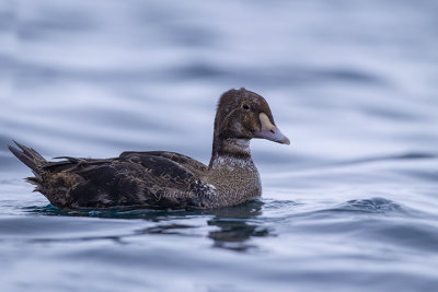 King Eider (m.1w,)