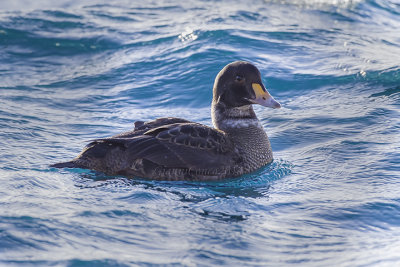 King Eider (m, 1w.)