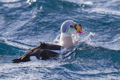 King Eider (m.)