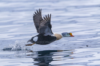 King Eider (m.)