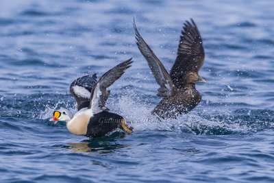 King Eider (cp.)