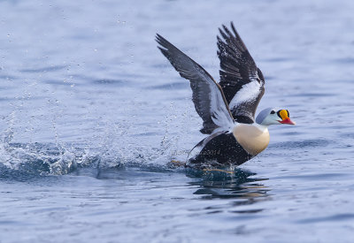 King Eider (m.)