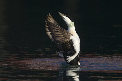 King Eider (m.)